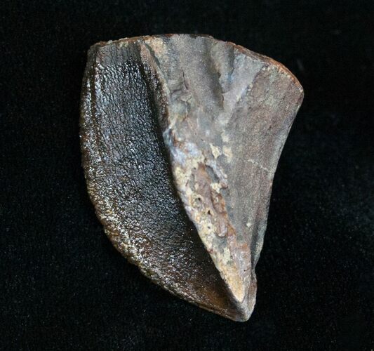 Giant Unworn Triceratops Tooth - #4471